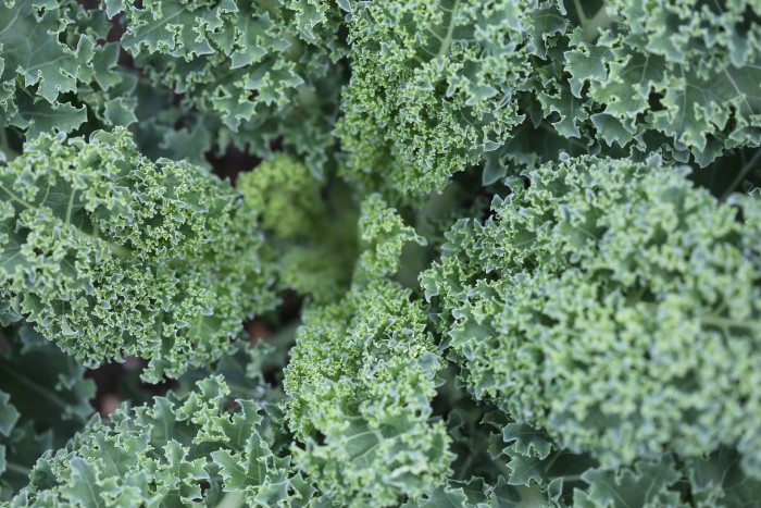avocado kale salad
